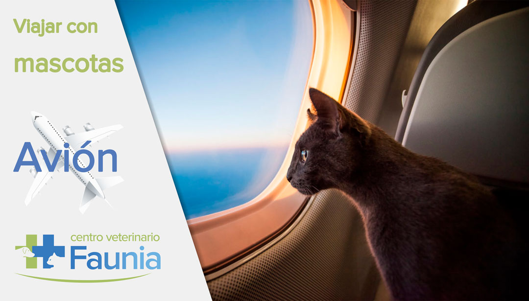 viajar con mascotas - avion