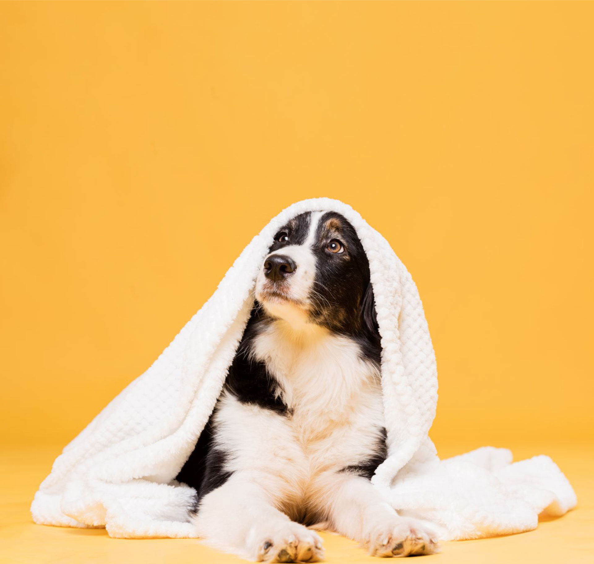 cute-dog-with-towel