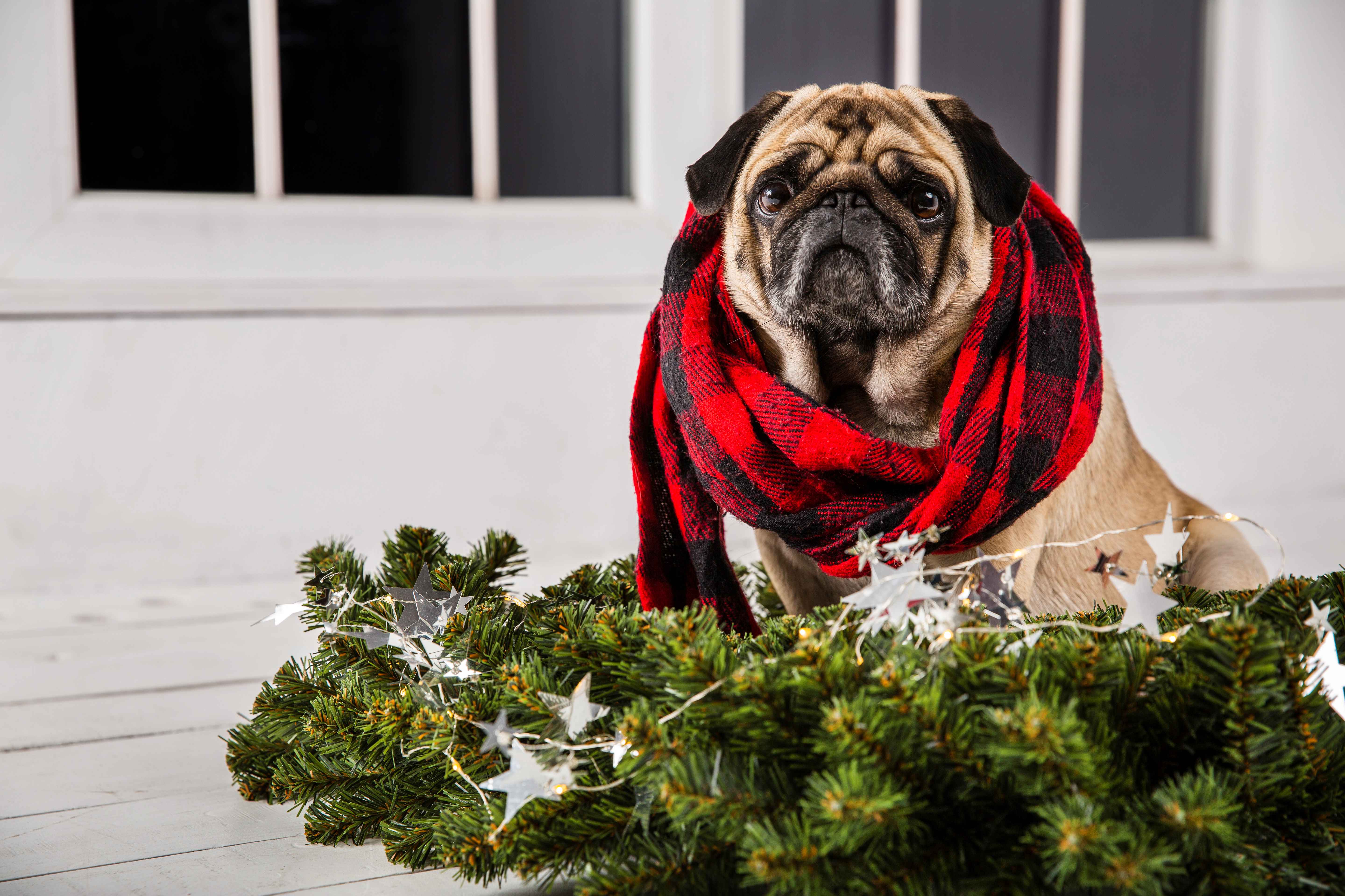 front-view-dog-with-scarf-and-christmas-decorations2