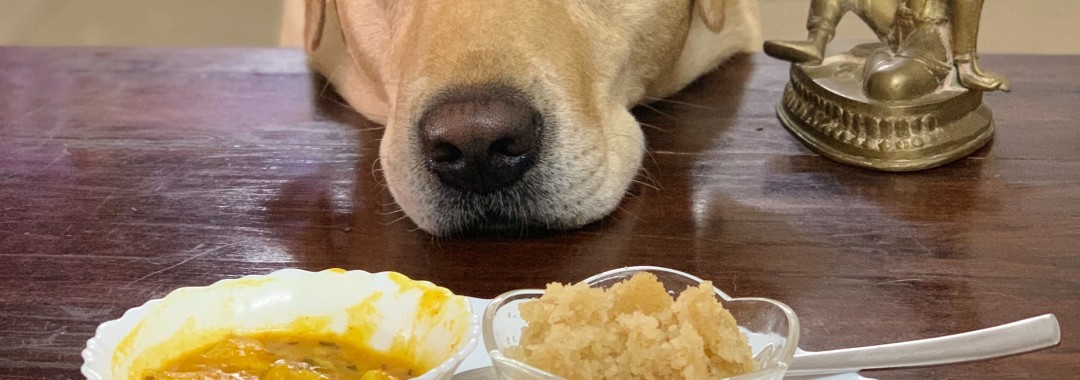 Comida Casera Para Perros Con Displasia