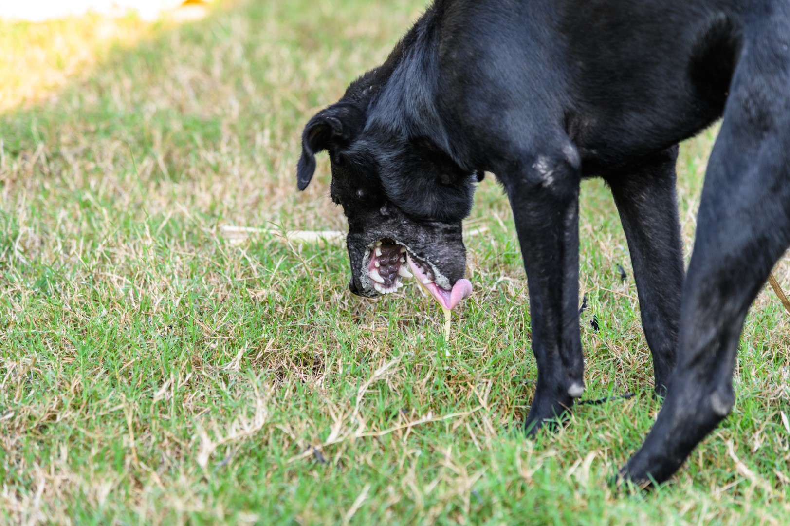 Qué enfermedades puede tener un perro salchicha, consecuencias y cuidados