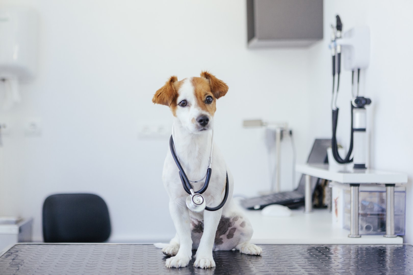 cuando debes llevar a tu cachorro al veterinario