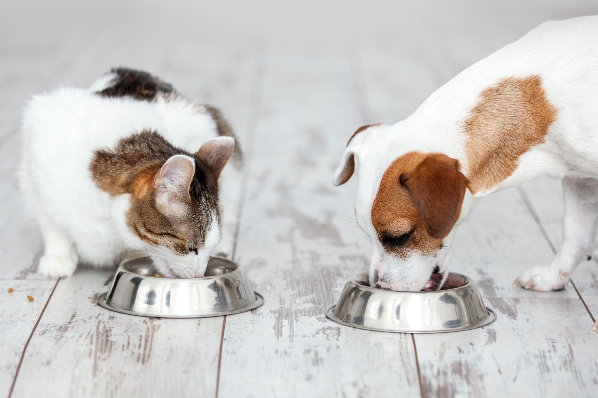 los perros necesitan carbohidratos en su dieta